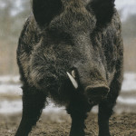 cinghiale maschio classe 2